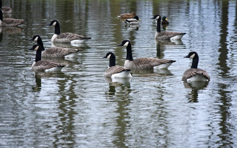 ハンツビル近くの植物園、博物館、美術館、野生動物区  Copy