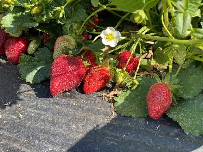 アラバマ州の春限定アクティビティ！のいちご狩りBrown Farms Harvest to Home