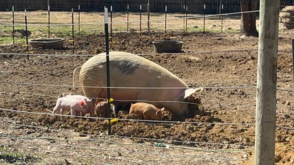 ディケーターにあるジップラインや動物とも触れ合える公園 GoFAR USAパーク