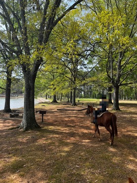 アラバマ州ヒルスボーロ　気軽に乗馬体験ができる場所   Paradise Ranch Wheeler Lake LLC