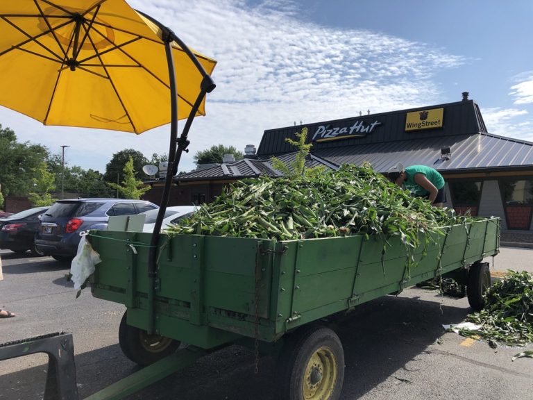 夏季限定！採れたてコーンの直売所