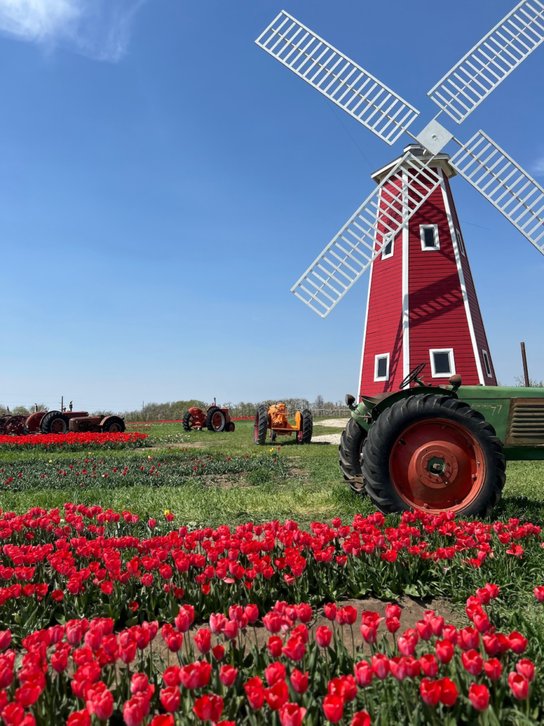 ミズーリ州カーニーの満開のチューリップが見られるファーム