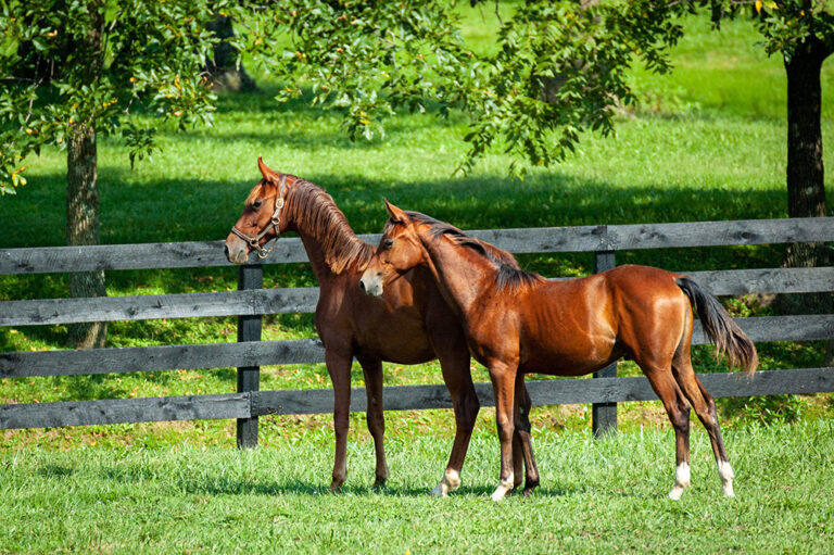 エリザベスタウンの乗馬クラブ – Wild Rose Equestrian Center