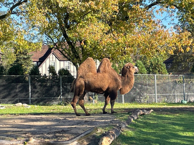 ミシガン州ロイヤルオーク　100年近くの歴史、デトロイト動物園