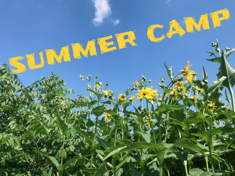 キッズサマーキャンプに参加しよう！