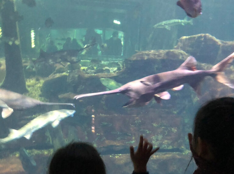 世界最大級の水族館『テネシー水族館』